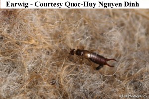 earwig qh                  