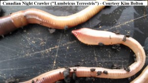 identify CNC LT kim bolton 1        