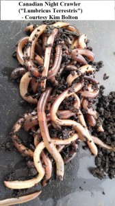 identify CNC LT kim bolton 2          