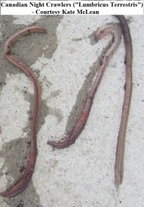 identify night crawlers cropped Kate McLean              