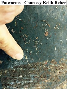 identify potworms keith reber               