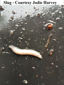 identify slug jodie harvey                  