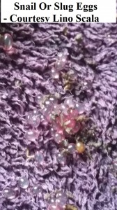 identify snail slug eggs 1 lino scala                  