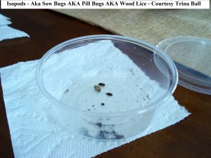 isopods 1 trina ball                       