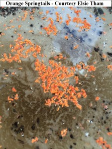 orange springtails Elsie Tham                           