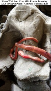 protein poisoning 7 wendikaa Lim   