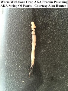 protein poisoning Alan Hunter 1   