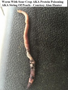 protein poisoning Alan Hunter 2   