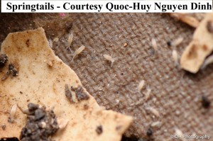 springtail quoc 2                  