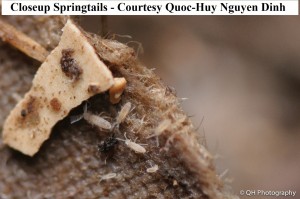 springtail quoc                  