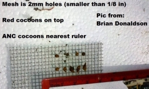 Worm Cocoon Sizing - red worm and ANC                                                