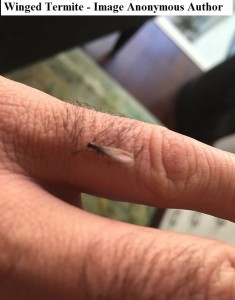 worms for worm farms and fishing bait winged termite 1 anon                   